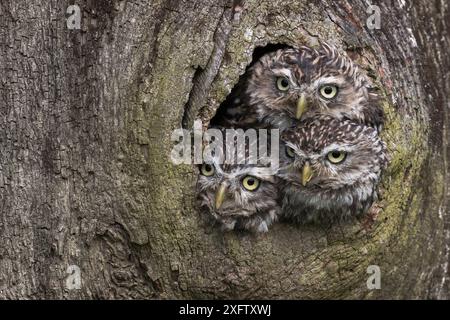Drei kleine Eulen (Athene noctua), die aus einem Nestloch schauen, Cumbria, Großbritannien, August. Unverlierbar. Stockfoto