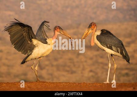 Zwei Marabou-Störche (Leptoptilos crumenifer), einer mit Fleisch, Zimanga privates Wildreservat, KwaZulu-Natal, Südafrika, Juni. Stockfoto