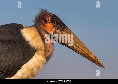 Marabou (Leptoptilos crumenifer), Zimanga privates Wildreservat, KwaZulu-Natal, Südafrika, Juni. Stockfoto