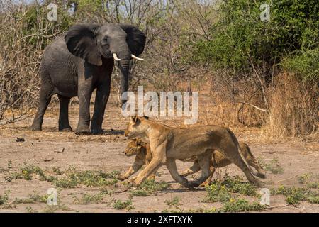 Löwe (Panthera leo) mit zwei Jungen, vermeiden afrikanische Elefanten (Loxodonta africana), Chobe Nationalpark, Botswana, September. Stockfoto