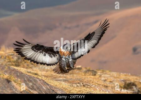 Jackal Bussard (Buteo rufofuscus) Landung, Giant's Castle Wildreservat, KwaZulu-Natal, Südafrika, September. Stockfoto