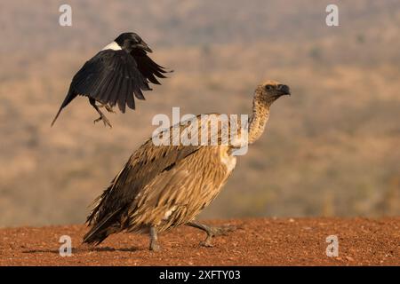 Weißgeier (Gyps africanus), gemobbt von Rattenkrähe (Corvus albus), Zimanga privates Wildreservat, KwaZulu-Natal, Südafrika, Juni. Stockfoto