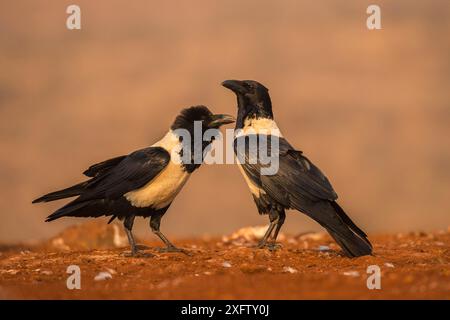 Rattenkrähen (Corvus albus), Zimanga privates Wildreservat, KwaZulu-Natal, Südafrika, September. Stockfoto