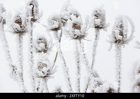 Gewöhnliche Teasel (Dipsacus fullonum) mit starkem Frost bedeckt, Burgund, Frankreich, Dezember. Stockfoto