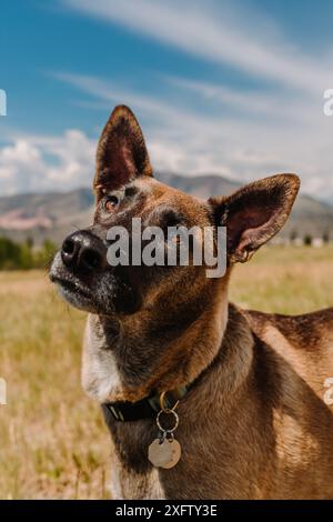 Porträt des Malinois Belgischen Schäferkopfes, der vor den Bergen geneigt ist Stockfoto