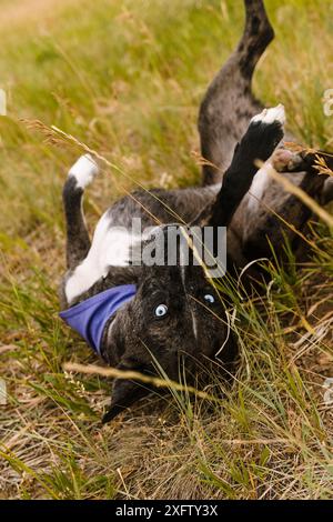 Merle rettete Hündchen mit blauen Augen, die in langem Gras Rollen Stockfoto