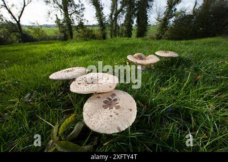 Parasol Pilze (Macrolepiota procera) in einer Wiese, Picardie, Frankreich, Oktober. Stockfoto