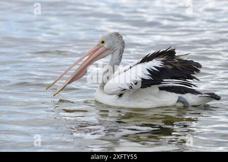 Australischer Pelikan (Pelecanus conspicillatus) auf dem Wasser, Kangaroo Island, Australien Stockfoto