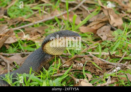 Flachland-Kupferkopfschlange (Austrelaps Superbus) Tasmanien, Australien Stockfoto