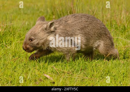 Gemeiner Wombat (Vombatus ursinus) Tasmanien, Australien Stockfoto