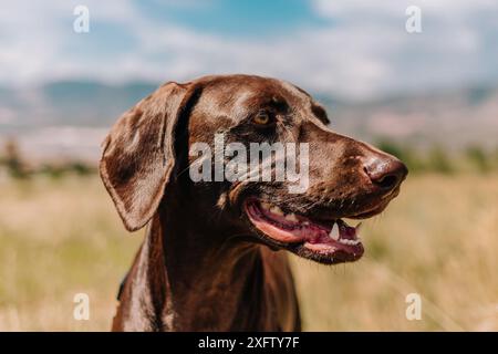 Porträt eines Schokoladenbraunen Labors gemischte Rassen-Mutts-Rettungshund Stockfoto