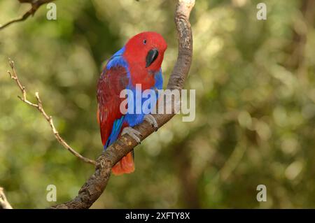 Eclectus Paprot (Eclectus roratus) weiblich, Gefangener. Stockfoto