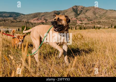 Happy Cane corso Mastiff Big Dog vor den Bergen von colorado Stockfoto