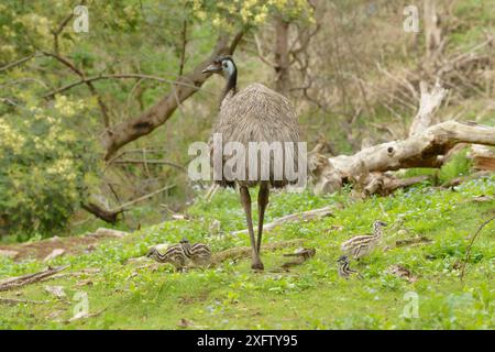 Emu (Dromaius novaehollandiae) männlich mit Küken, Victoria, Australien Stockfoto