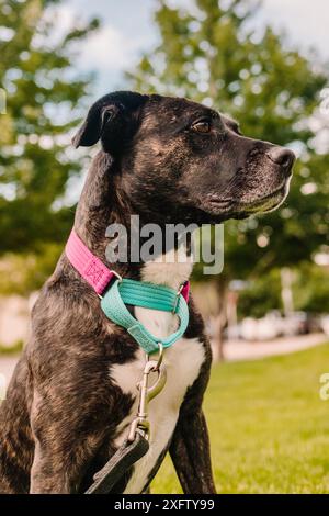 Black Brindle Pitbull gemischter Rettungshund, der zur Seite blickt Stockfoto