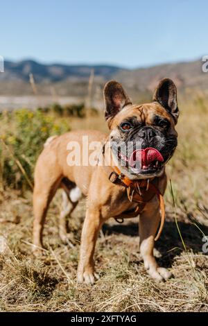 Black and Tan French Bulldog Frenchie Dog Panting im Sommer Stockfoto