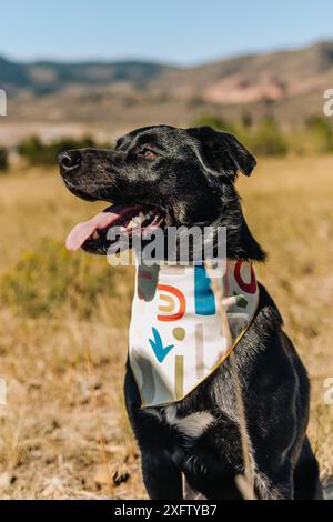 Black Lab Mixed Breed Hund lächelt in der Sonne in den Colorado Mountains Stockfoto