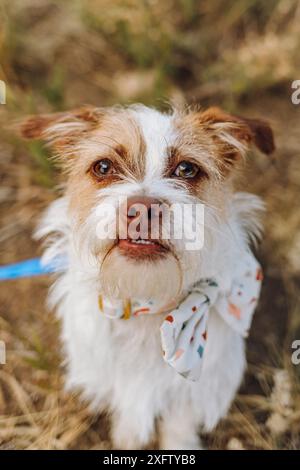 Schmutziger Rettungshund, der in die Kamera schaut Stockfoto