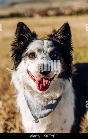 Happy Border Collie gemischte Rasse Hündchen lächelt in die Kamera Stockfoto