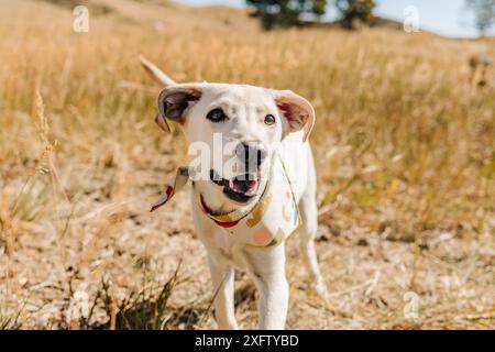 Glückliche Rettung labrador Mischling Hündchen adoptiert Hund lächelnd Stockfoto