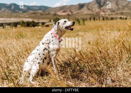 Der ältere dalmatinische Hund sitzt im Sommer lächelnd auf dem Feld Stockfoto