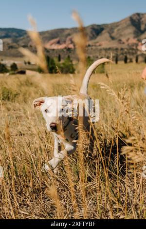 Rettung labrador Mischlingshund, der auf einem Feld läuft Stockfoto