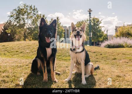 Deutsche Schäferhunde lächeln in der Sommersonne im Park Stockfoto