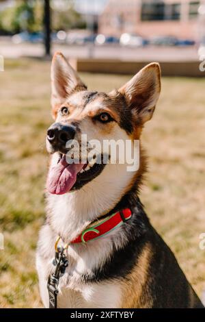 Rette den Deutschen Schäferhund, der im Park lächelt Stockfoto