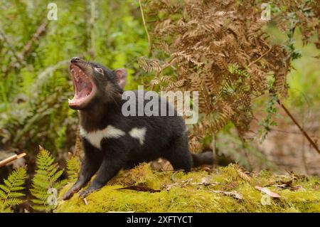 Tasmanian Devil (Sarcophilus harrisii) juvenile Snarling, Tasmanien, Australien. Stockfoto