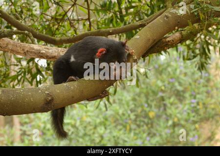 Tasmanian Devil (Sarcophilus harrisii) juveniler Kletterbaum, Tasmanien, Australien Stockfoto