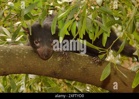 Tasmanian Devil (Sarcophilus harrisii) juveniler Kletterbaum, Tasmanien, Australien Stockfoto