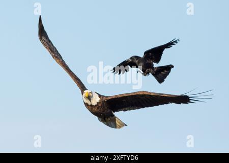 Weißkopfseeadler (Haliaeetus leucocephalus) von der amerikanischen Krähe (Corvus brachyrhynchos) belästigt. Acadia-Nationalpark, Maine, USA. Juni. Stockfoto