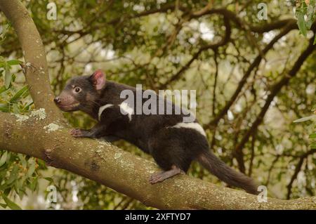 Tasmanian Devil (Sarcophilus harrisii) juveniler Kletterbaum, Tasmanien, Australien Stockfoto