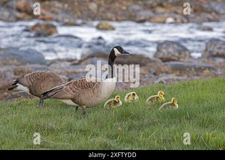 Kanadische Gänse (Branta canadensis) Eltern mit jungen Küken, entlang einer Meeresbucht. Acadia-Nationalpark, Maine, USA. Mai. Stockfoto