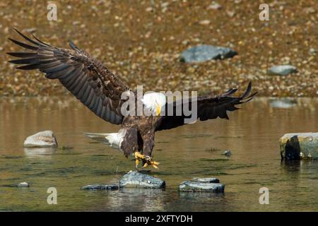 Weißkopfseeadler (Haliaeetus leucocephalus), der im Somes Sound, im Acadia-Nationalpark, Maine, USA, eine Alewife (Alosa pseudoharengus) fangen will. Juni. Stockfoto