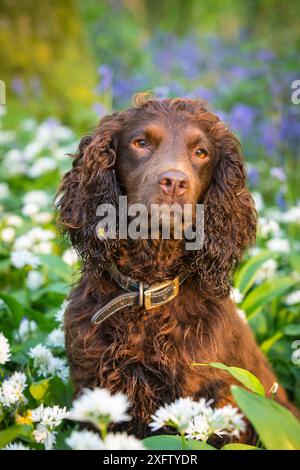 Cocker Spaniel mit Schokoladenfunktion in wildem Knoblauch (Lösegeld) und Bluebells, Wiltshire, Großbritannien Stockfoto