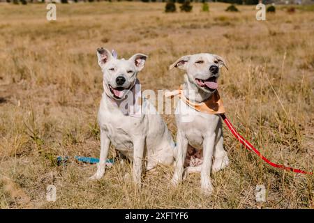 Zwei Pitbull Mischling-Rutt-Rettungshunde lächeln mit Zungen aus Stockfoto