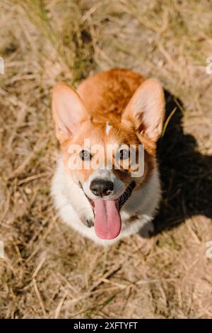 Orange und weiß Pembroke Welsh Corgi blickt in die Kamera Stockfoto