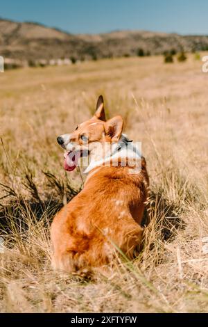 Orange und weiß Pembroke Welsh Corgi blickt über die Schulter Stockfoto