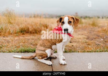 Junges Baby-Mischling-Hündchen mit Weihnachtsbandana Stockfoto