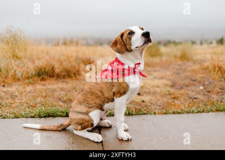 Junges Baby-Mischling-Hündchen mit Weihnachtsbandana im Nebel Stockfoto