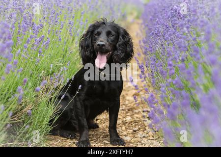 Schwarz arbeitendes Cocker Spaniel Porträt im Lavendelfeld, Gloucestershire, Großbritannien Stockfoto
