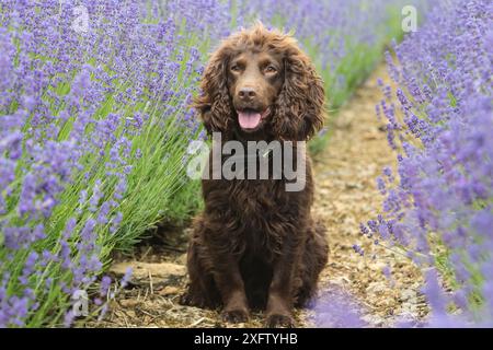 Porträt aus Schokolade arbeitendem Cocker Spaniel in Lavendelfeldern, Gloucestershire, Großbritannien Stockfoto