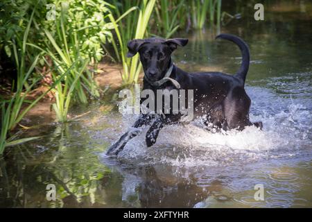 Black Labrador spielt in River, Wiltshire, Großbritannien Stockfoto
