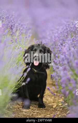 Schwarz arbeitender Cocker Spaniel im Porträt in Lavendelfeld, Gloucestershire, Großbritannien Stockfoto