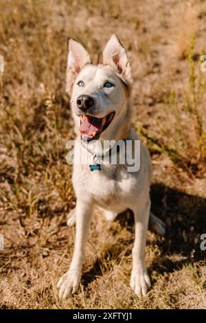 Husky Shepherd Mischrassen-Hündchen-Rettungshund mit Blick auf die Kamera Stockfoto