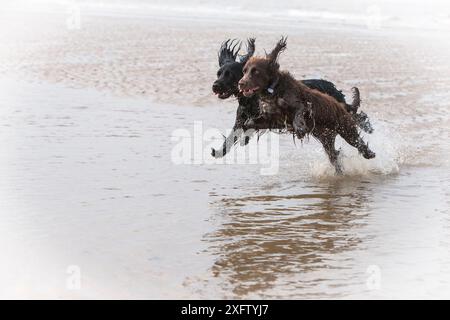 Zwei Cocker Spaniels, die durch die Brandung laufen, Formby Beach, Merseyside, Großbritannien Stockfoto