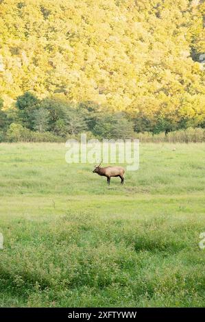 Einsame Elche weiden auf einem grasbewachsenen Feld in der Nähe eines Waldes in Ponca, Arkansas Stockfoto