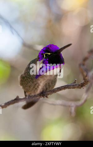 Costa's Kolibri (Calypte Costae) thront auf einem Ast, der schillernd ist. Arizona-Sonora Desert Museum, Tuscon, Arizona, USA, nur kleines Repro Stockfoto