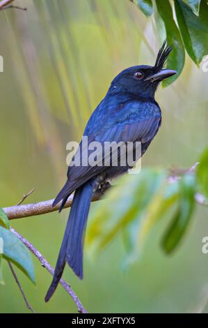 Drongo (Dicrurus forficatus), Erwachsener im Hotelgarten auf der Insel Nosy Be, Madagaskar Stockfoto